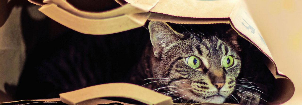 An der Schilddrüse erkrankte Katzen können anfänglich noch sehr aufgeweckt sein.