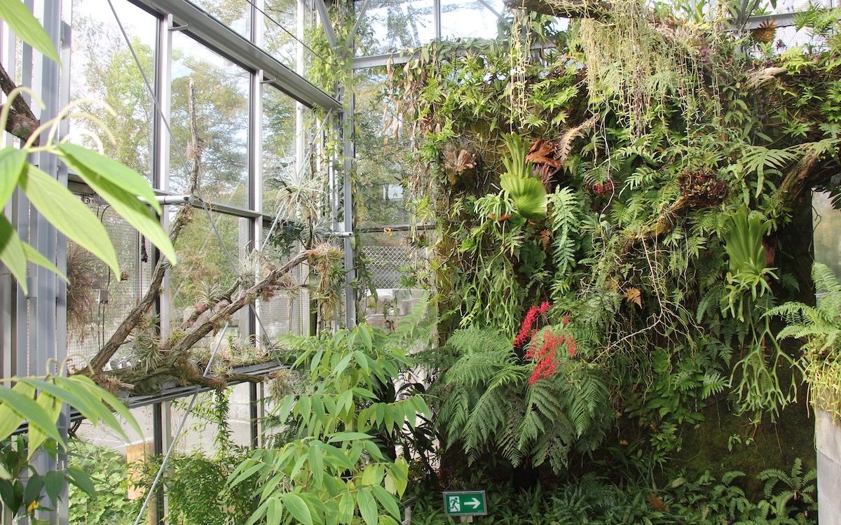 Es ist überwältigend, die grüne Wand im Vivarium des Tierparks Bern zu sehen.