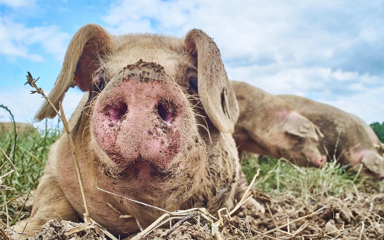 Schweineliebhaber aufgepasst: Im Citizen Science Projekt "SchweinErleben", können Freiwillige Videoaufnahmen von artgerecht gehaltenen Schweinen analysieren.