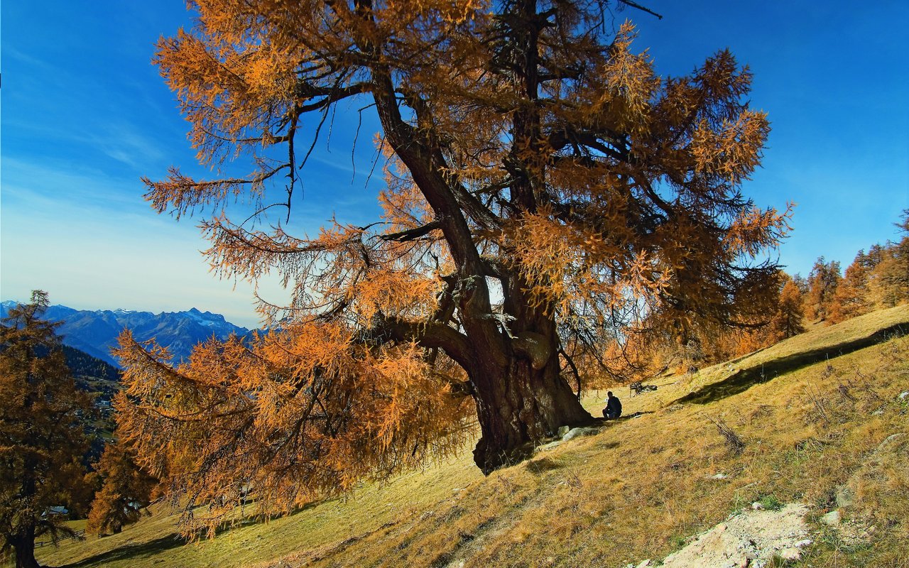 Lärche, Isérable (VS), ca. 900 Jahre alt, 10,7 Meter Stammumfang Der sogenannte «König», wie die Lärche genannt wird, ist nur eine von vielen sehr alten Lärchen in Prarion. Ein Nachbarbaum hat mittlerweile sogar über 12 Meter Stammumfang.