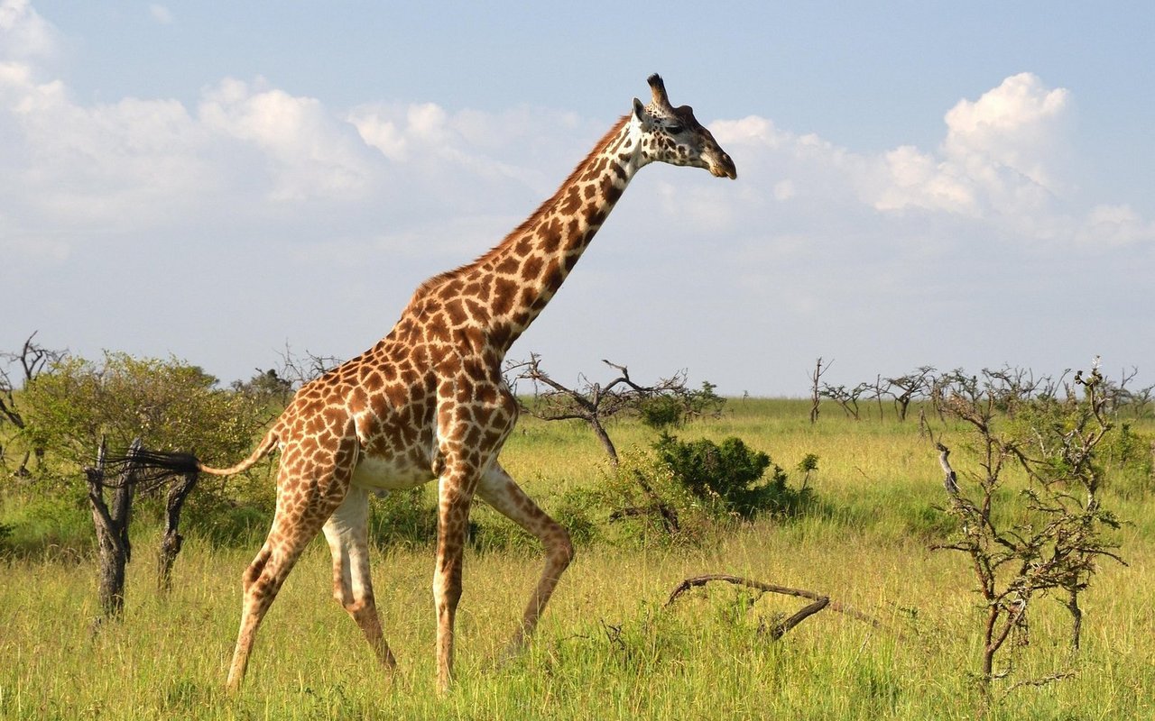 Das Leben einer Giraffe findet auf den Beinen statt.