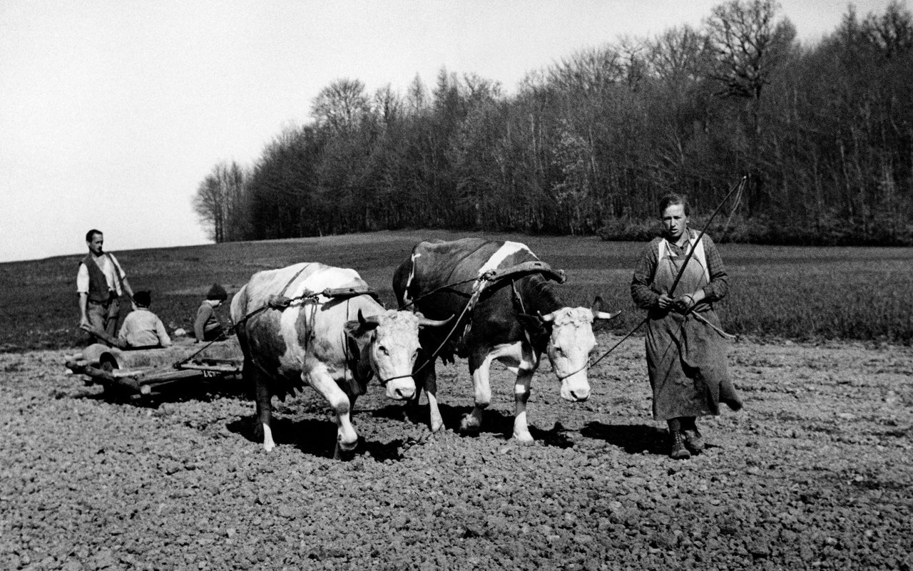 Die Feldarbeit mit Rindern in Wohlen 1938.