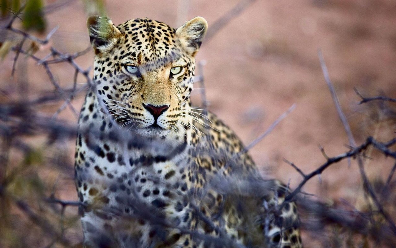 Ein Leopard im Tageslicht, doch seine frische Spur im Sand erzählt von einem lautlosen Streifzug in der Nacht.