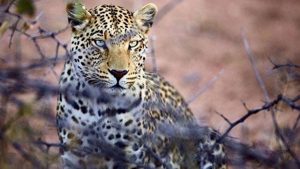 Leopard