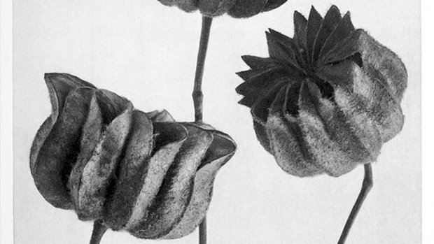 Karl Blossfeldt Fotografie