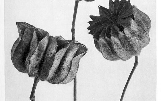 Schlicht und doch atemberaubende schön - so inszenierte Karl Blossfeldt seine Pflanzendetails.