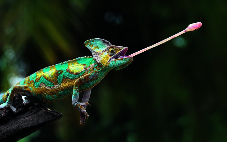 Ein hochpräziser Zungenschuss: Selbst aus grösserer Distanz treffen Chamäleons ihre Beute genau.