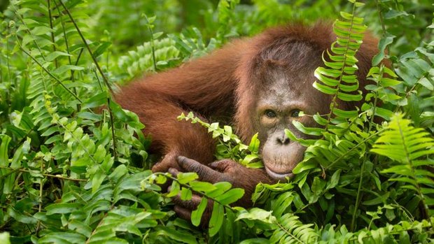 Orang-Utan schaut hinter Farn hervor