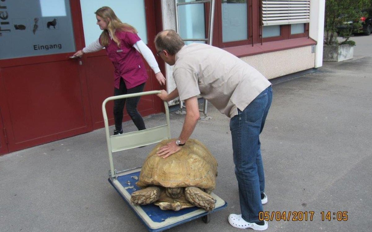 Manche schweren Patienten wie diese Sporenschildkröte werden in besonderer Weise eingeliefert. 