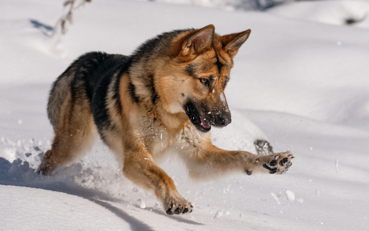 Das Fressen von Schnee kann für Hunde sehr schädlich sein.