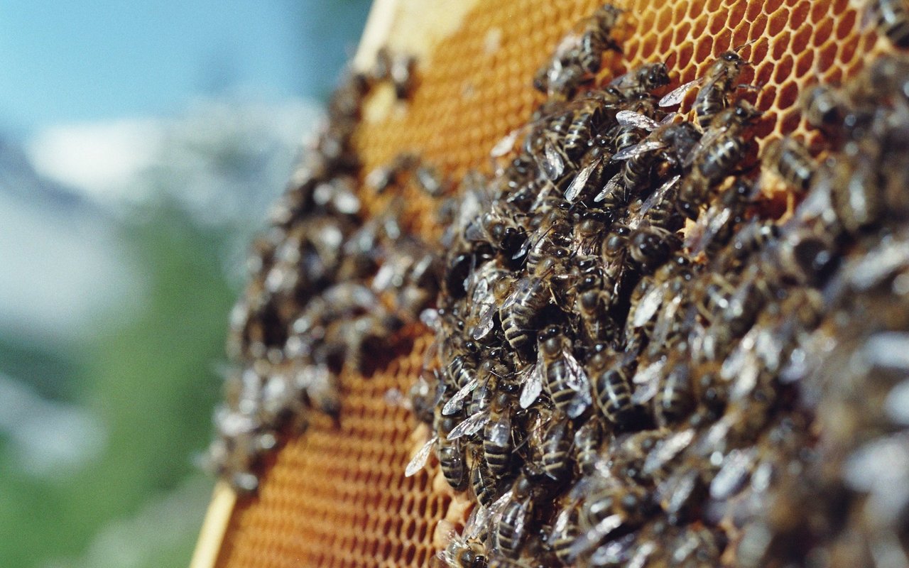 Die Dunkle Biene hat sich als einzige einheimische Honigbiene der Alpennordseite perfekt ans Klima angepasst.