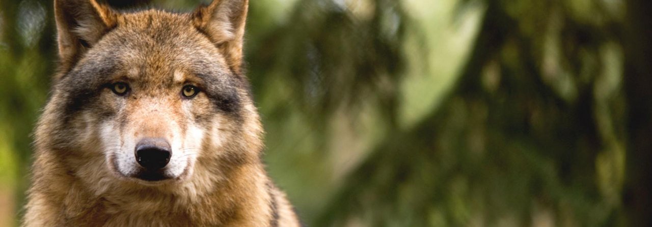 Dass Hundehalter beim Spaziergang mit dem Vierbeiner auf einen Wolf treffen, ist eher unwahrscheinlich.