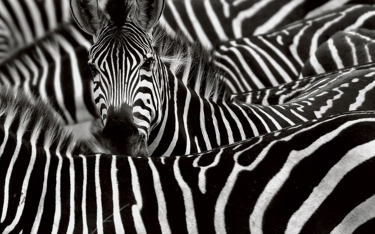 Dank seinen Streifen versinkt das Zebra in der Menge. 