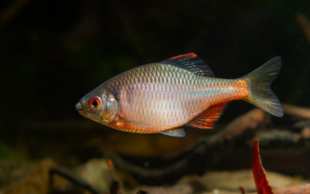 Der Bitterling ist ein kleiner einheimischer Fisch der in Symbiose mit der Grossen Teichmuschel lebt.