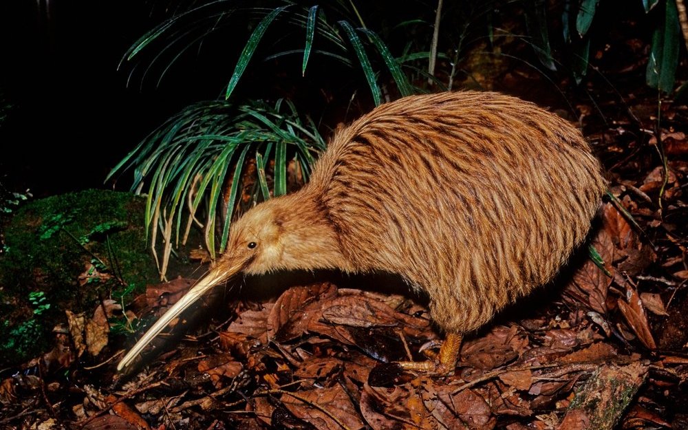 Laufvögel wie der Kiwi sind häufig nachtaktiv