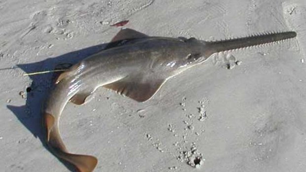 pristis-pectinata.jpg