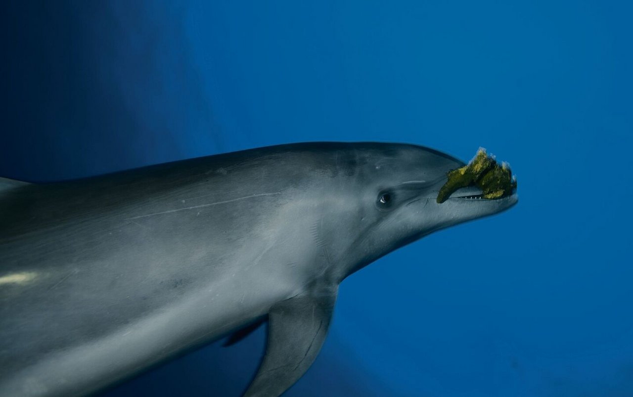 Delfine schützen bei der Nahrungssuche auf dem Meeresboden ihre Schnauze mit Schwämmen.
