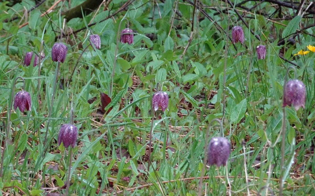 Schachbrettblumen mögen sumpfige Wiesen und kühle Temperaturen und blühen Ende April bei Les Brenets. 