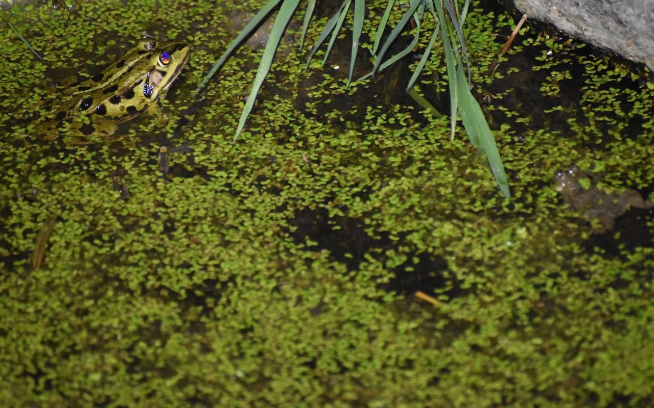 Ein Wasserfrosch (links) und eine Gelbbauchunke (rechts) leisten sich im Bösimoos Gesellschaft.