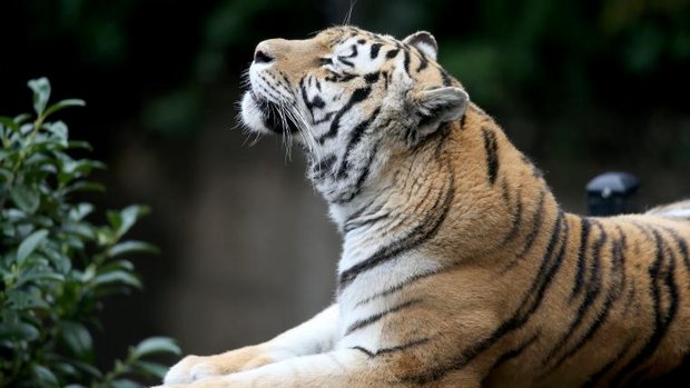 Tiger im Zoo von Oakland