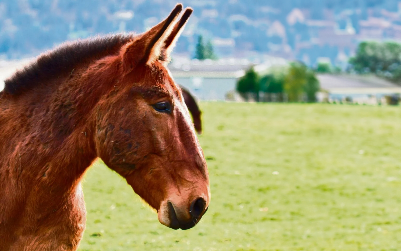 Das ultimative Tragtier ist das Produkt eines Pferdehengstes und einer Eselstute.