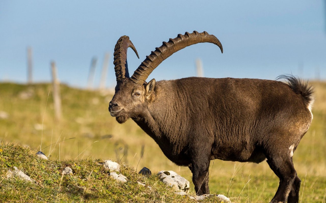 In den Alpen lebt der Steinbock auf der Höhe zwischen der Wald- und Eisgrenze.