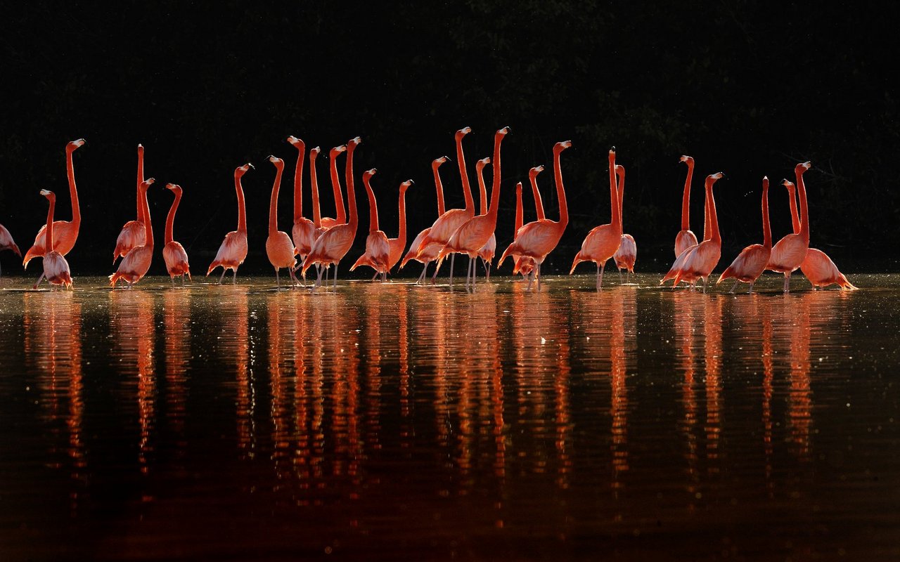 Eine Gruppe karibische Flamingos. 