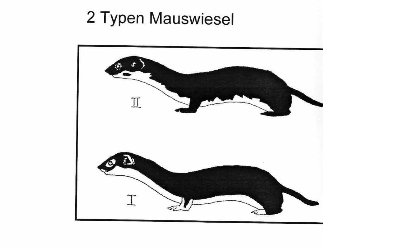 So sind die beiden Mauswieseltypen im Sommerfell gezeichnet.