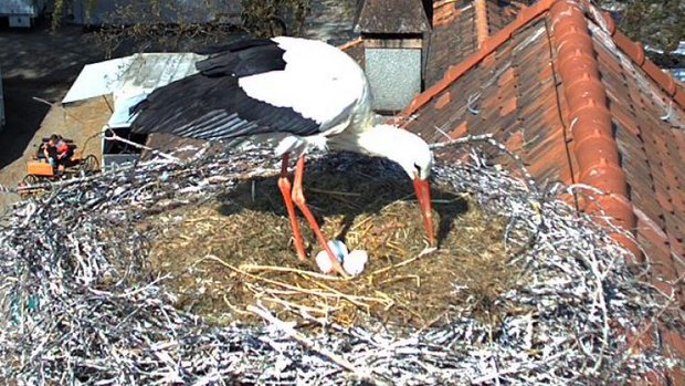 Berner Storch