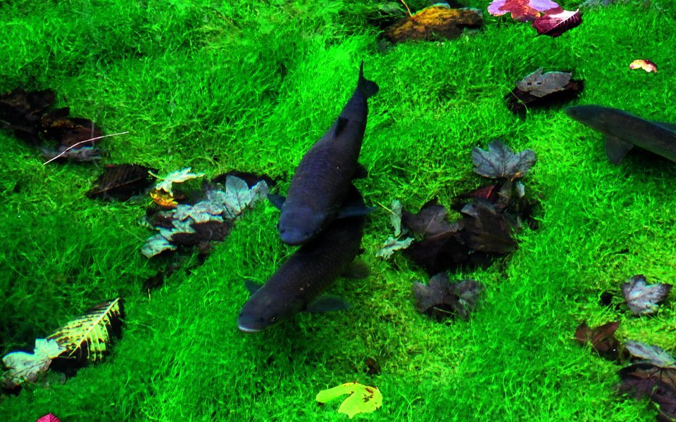 Alet ziehen ihre Runden im Weiher des Restaurants Reichenbach direkt an der Aare. 