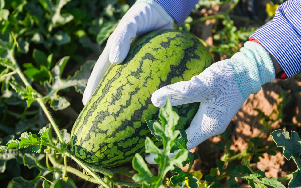 Exotisches gedeiht auf zwei Seeländer Gemüsefeldern in Golaten und Kerzers.