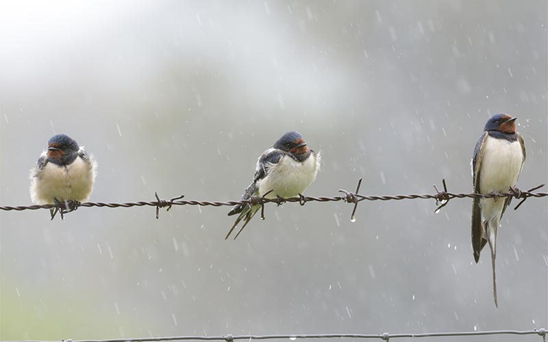 Zerzaust und nass pausierten diese Rauchschwalben bis das Wetter besser wird. 