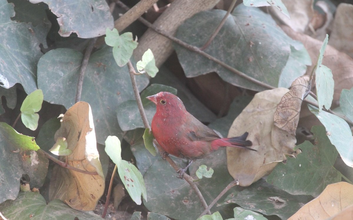 Das Braunkopfamaranten-Männchen in Äthiopien wird bald im Hohlraum verschwinden, der sich durch ein Blatt bildet. Es handelt sich um eine Unterart des Senegalamaranten. 