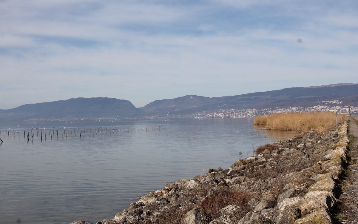 Die Mauer des Broyekanals führt weit hinaus in den Neuenburgersee, links davon, im schmalen Schilfgürtel, tummeln sich manchmal Bartmeisen. 