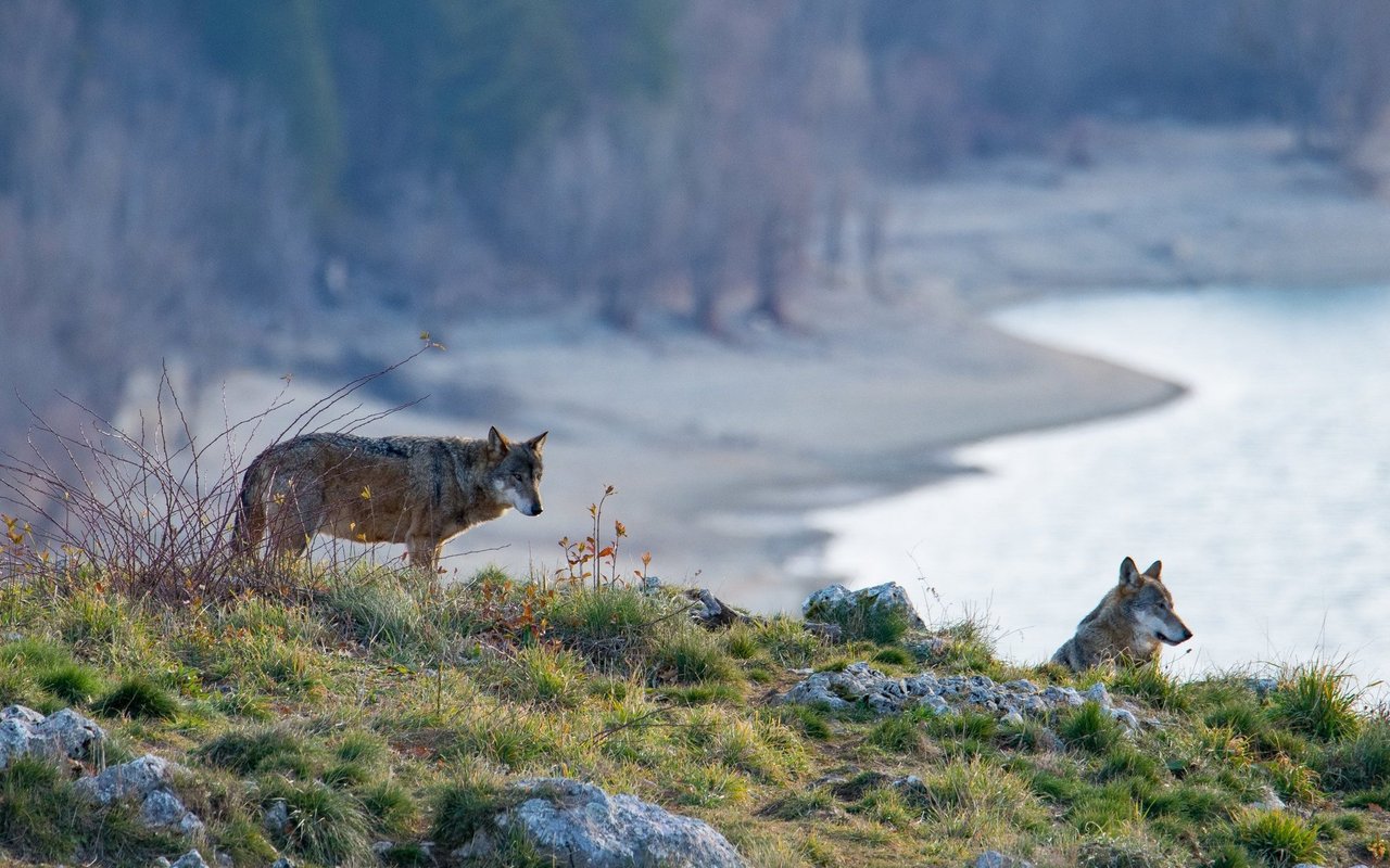 Durch die Weiten des «Tibets Europa» ziehen majestätische italienische Wölfe, die mit etwas Glück gesichtet werden können.