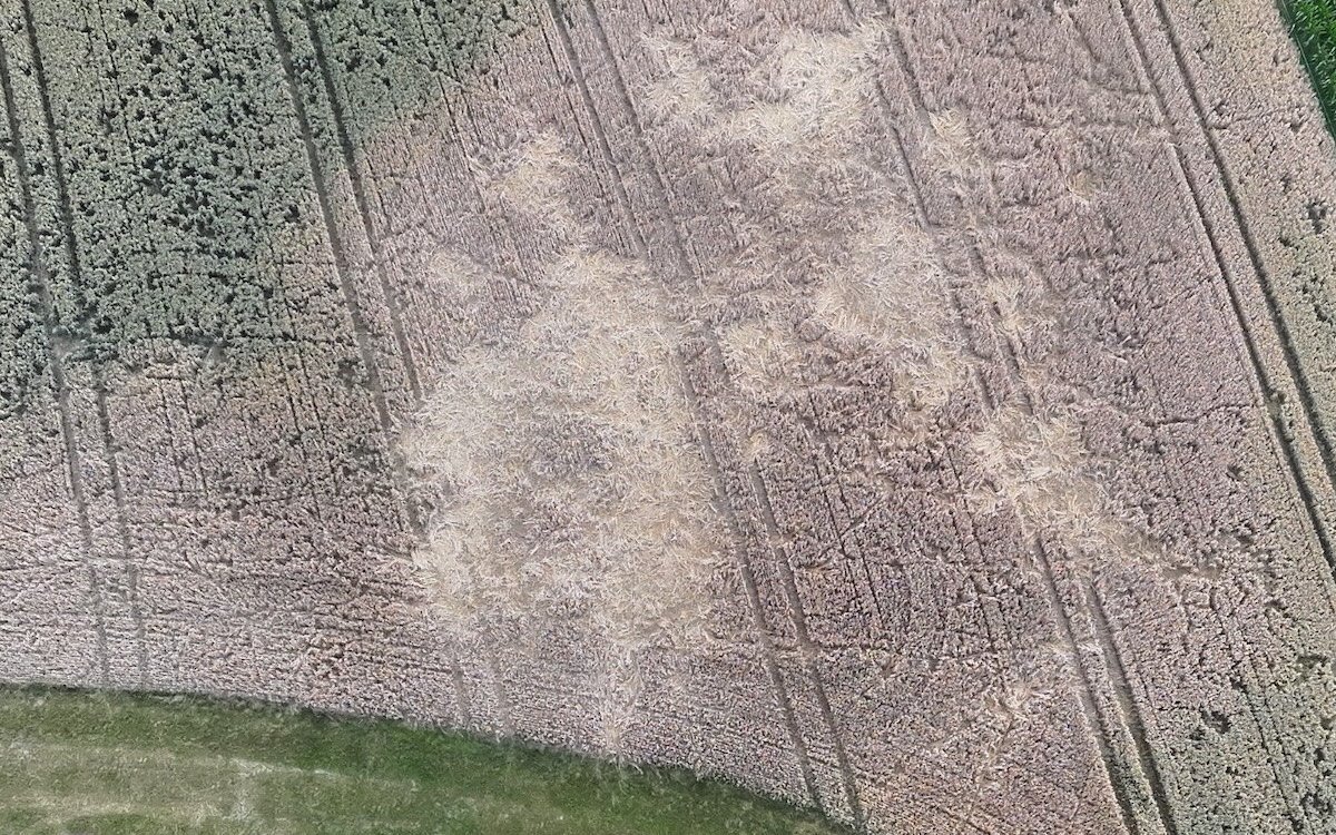 Die Luftaufnahmen von Michael Moser zeigen das Ausmass der Wildschweinschäden im Feld.