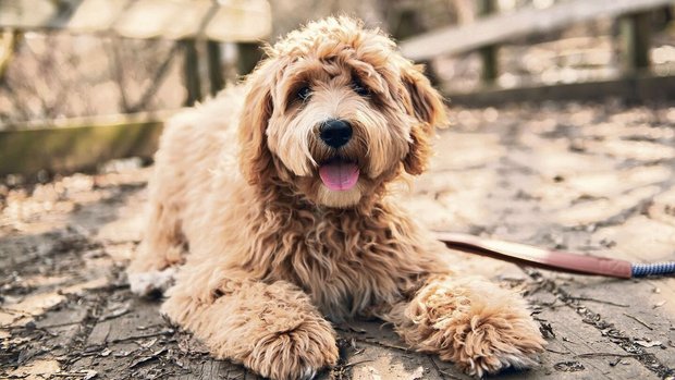 Mit dem Labradoodle hat 1980 in Australien alles angefangen.