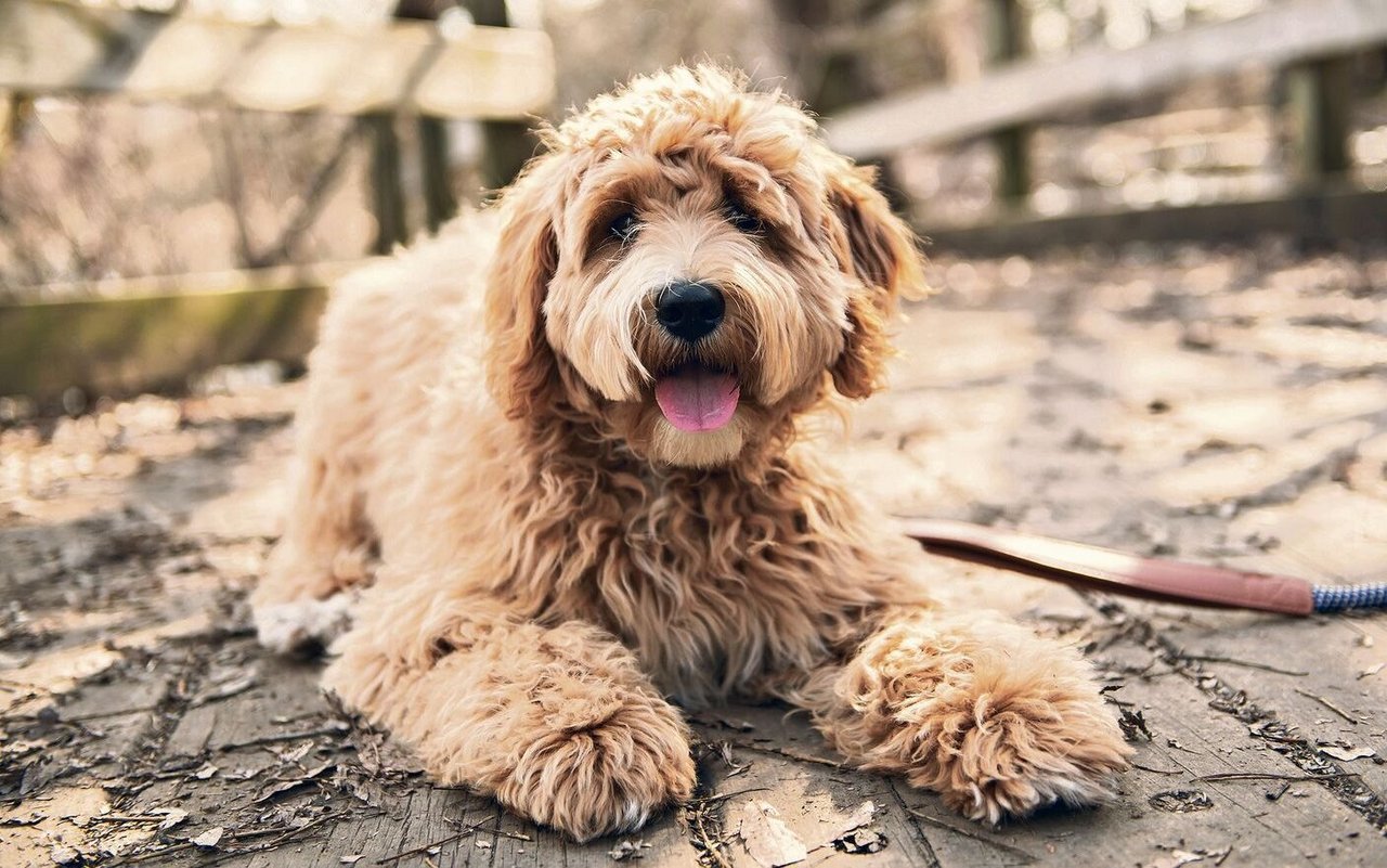 Mit dem Labradoodle hat 1980 in Australien alles angefangen.