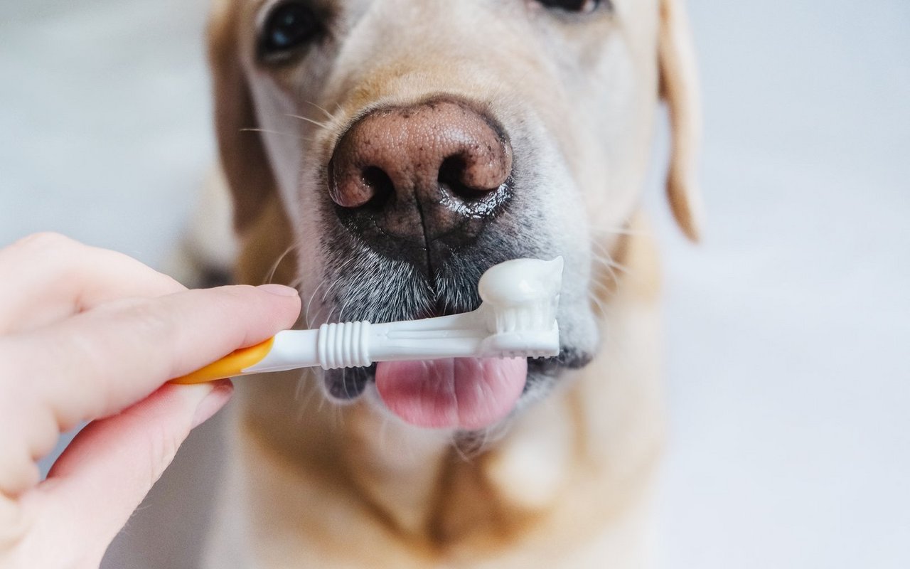 Zähneputzen beim Hund hilft, Problemen wie Zahnstein vorzubeugen.