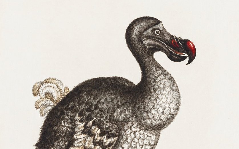 Die Forschung geht davon aus, dass der Dodo um 1690 ausstarb.