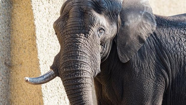 Elefantenbulle Tusker im Zoo Basel