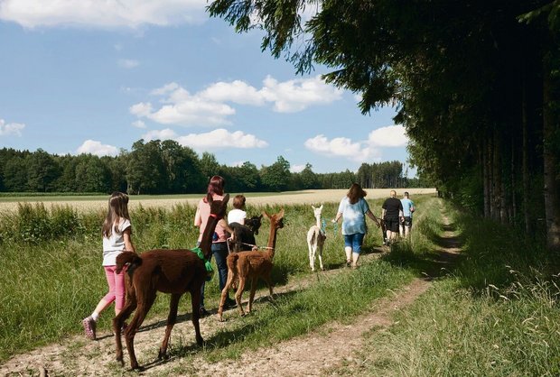 Spaziergänge mit Alpakas erleben viele Menschen als «beruhigend». 