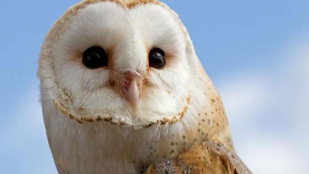 Weibliche Schleiereule