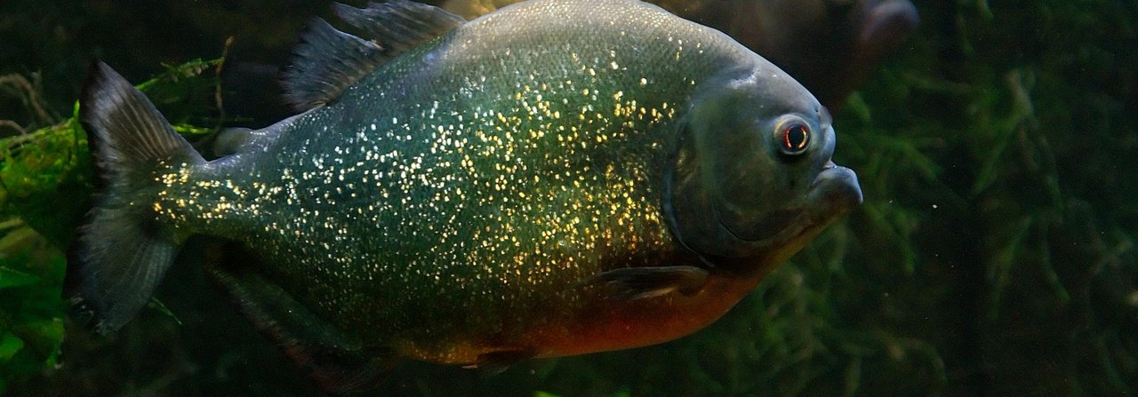 Rote Piranhas kommunizieren auch mit Lautäusserungen.