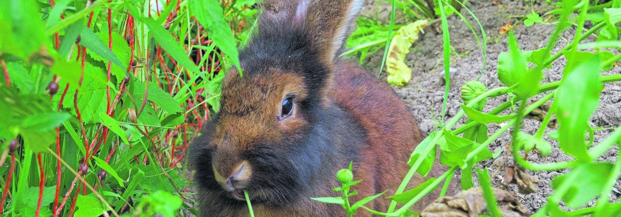 Fein und nützlich zugleich: Das Bartkaninchen frisst genussvoll eine Ringelblume.