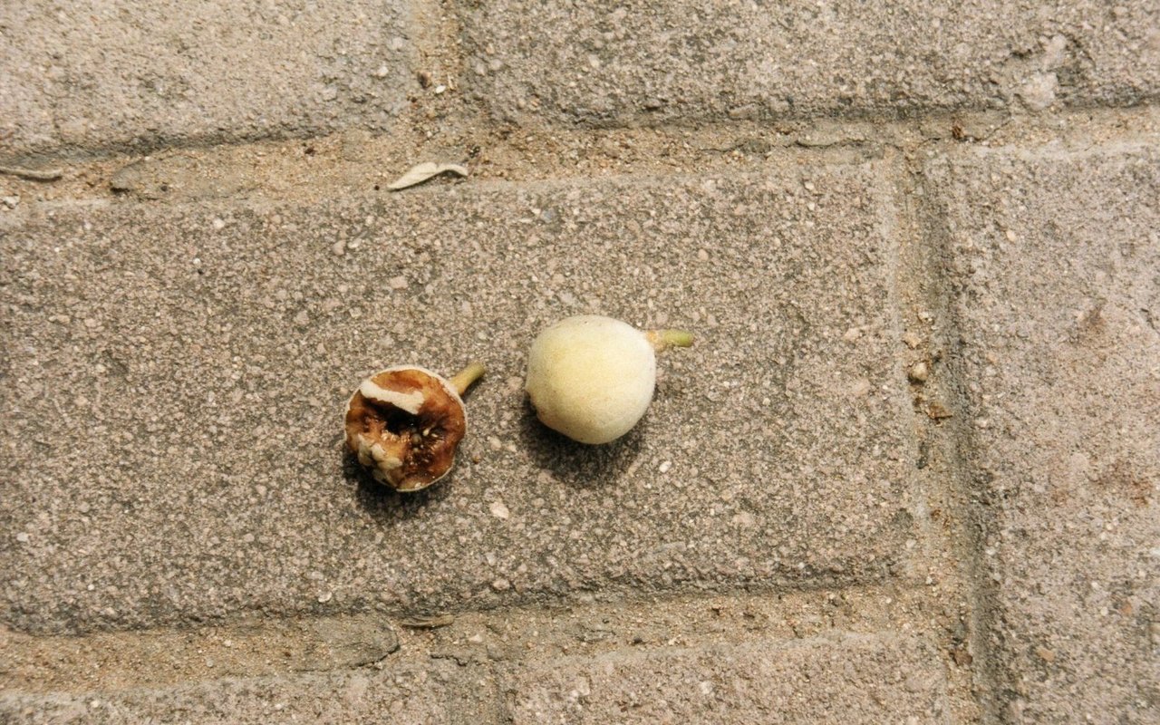 Heruntergefallene, angefressene Feigen haben die Braunkopfpapageien in einer Sykomore in Südafrika verraten. 