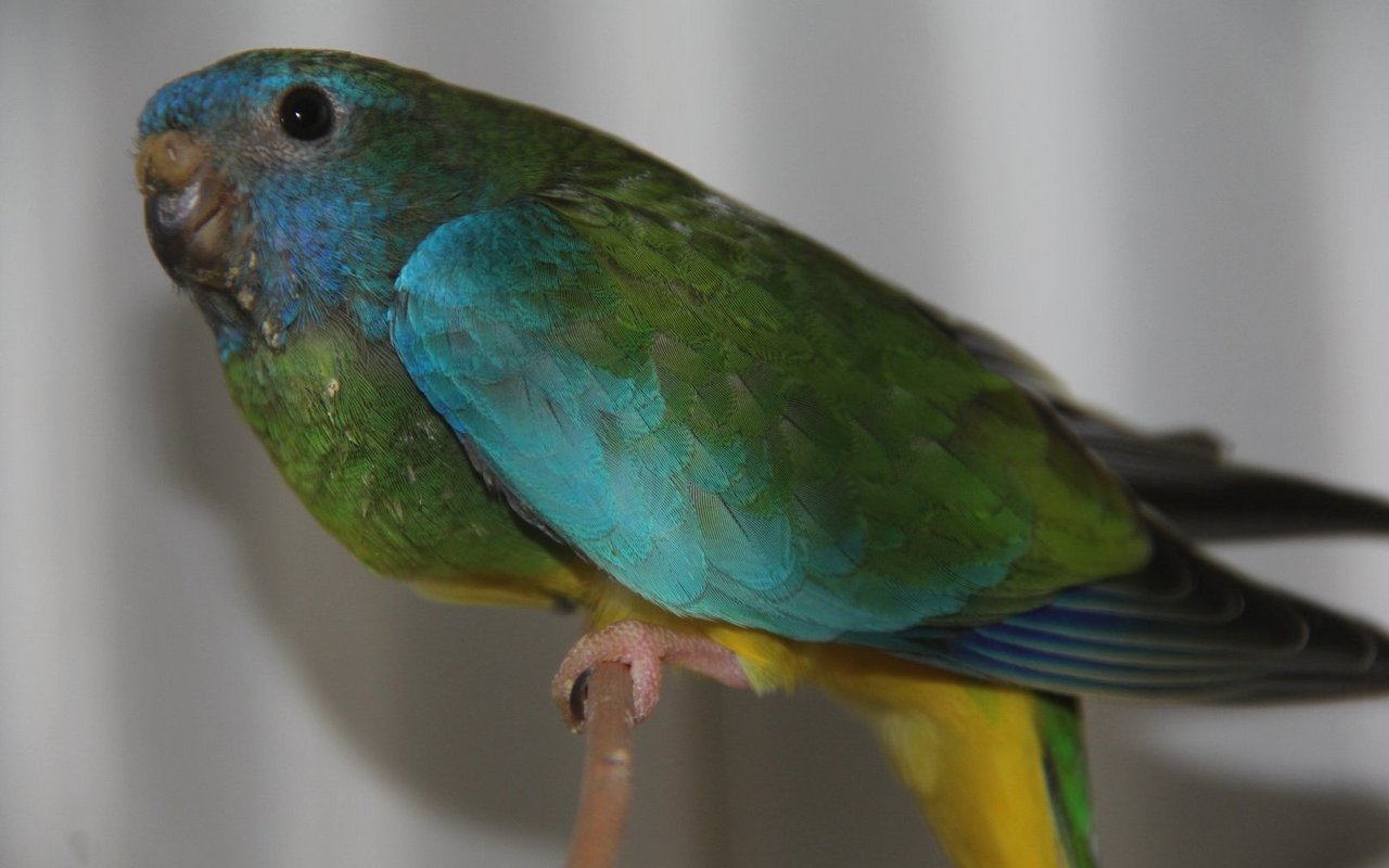 Schönsittiche sind in der Vogelhaltung sehr beliebt. 