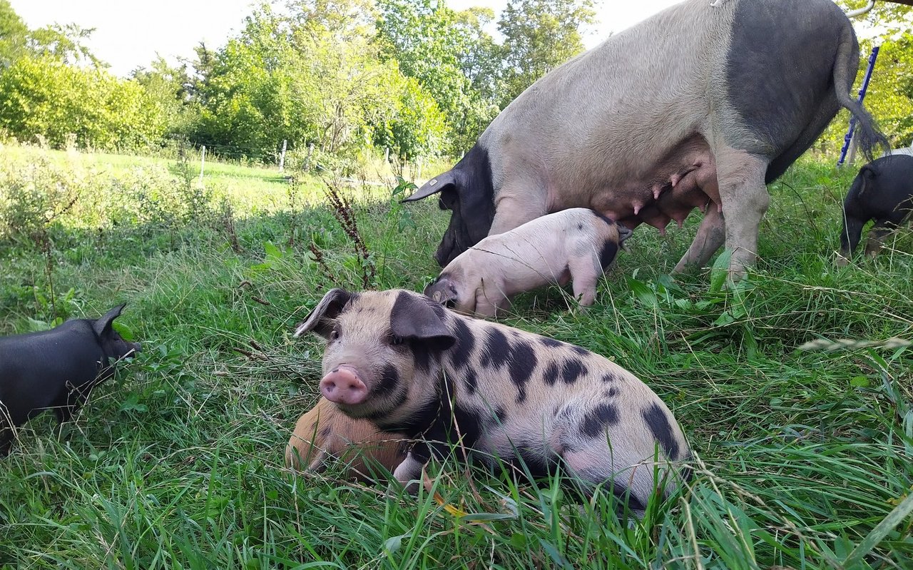 Vierrassenkreuzungsferkel zur Zucht einer neuen Bio-Schweinerasse.