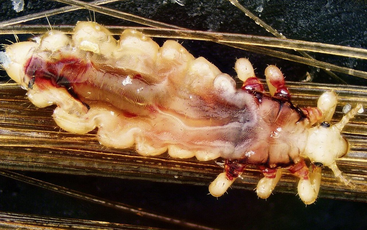 Eine Kopflaus klammert sich mit ihren kräftigen Beinen an menschliche Haare.