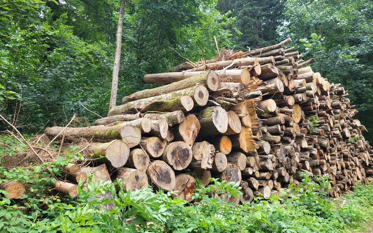 Der Wert für einheimisches Holz ist in den letzten Jahren wieder angestiegen.